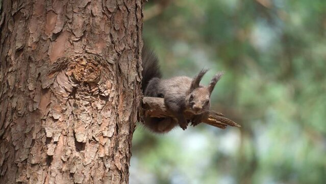 Beautiful Eurasian Gray Squirrel resting under the sun on pine tree rotten branch knot looking at camera
