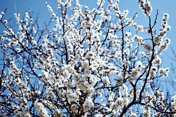 blooming apricot branches against the blue sky in spring