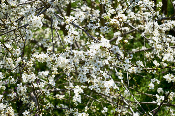 white flowering cherry plum branches in the garden in spring background backdrop