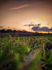 grass with beautiful orange sunset