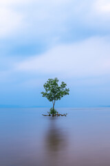 Tree on the sea with blur motion background