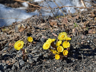yellow flower on the ground