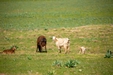 Goats and sheep graze on the green meadow. Pasture with fresh grass in spring, cattle walking. Animal husbandry and agriculture. Herd of animals.
