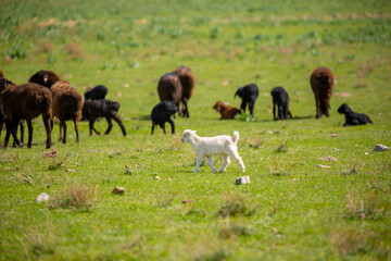 Goats and sheep graze on the green meadow. Pasture with fresh grass in spring, cattle walking. Animal husbandry and agriculture. Herd of animals.