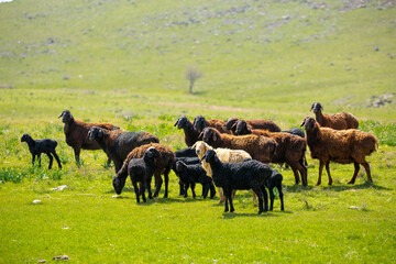 Goats and sheep graze on the green meadow. Pasture with fresh grass in spring, cattle walking. Animal husbandry and agriculture. Herd of animals.