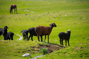 Goats and sheep graze on the green meadow. Pasture with fresh grass in spring, cattle walking. Animal husbandry and agriculture. Herd of animals.