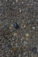 black beetle crawling on a stony floor outside