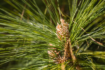 Longleaf pine branches with young cones (Pinus palustris). Pine tree with long needles and cones.