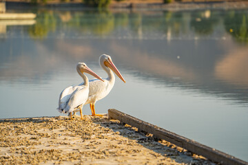 Two white American pelicans sit on the boat dock.