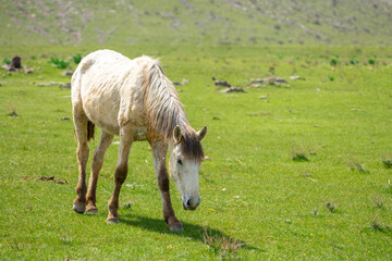Horses gallop over mountains and hills. A herd of horses grazes in the autumn meadow. Livestock concept, with place for text.