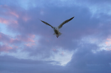 Seagull against the sky with more beautiful spread of wings