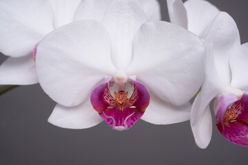 Branch of beautiful Phalaenopsis orchid. Phalaenopsis growing, orchids. Floral background.