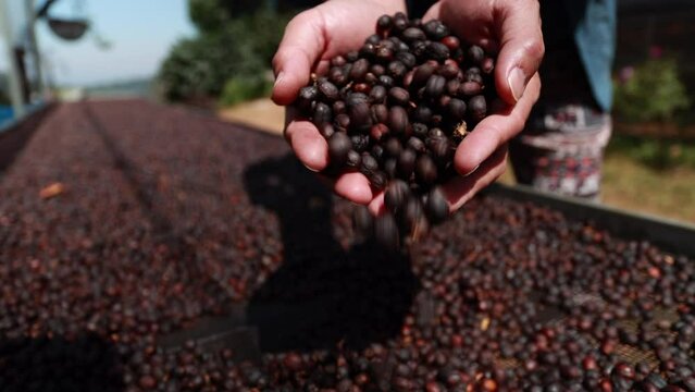 Asia Farmer Checking Quality Coffee Drying In The Farm