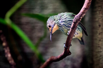 Türkisnaschvogel ( Cyanerpes cyaneus ).