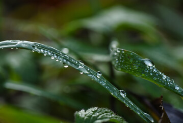 wet grass drops