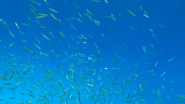 Massive school of little fish feeds in the blue water in sunrays. Shoal of Blue sprat, Delicate round herring or blueback sprat (Spratelloides delicatulus). 4K-60fps