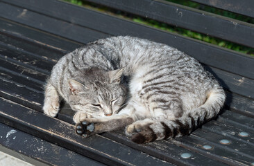 cat sleep on a bench