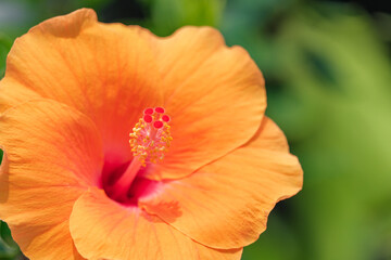 The beauty of the orange hibiscus flower is blooming