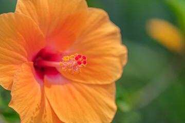 red and yellow flower