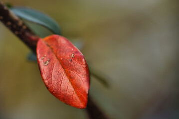 autumn leaf

