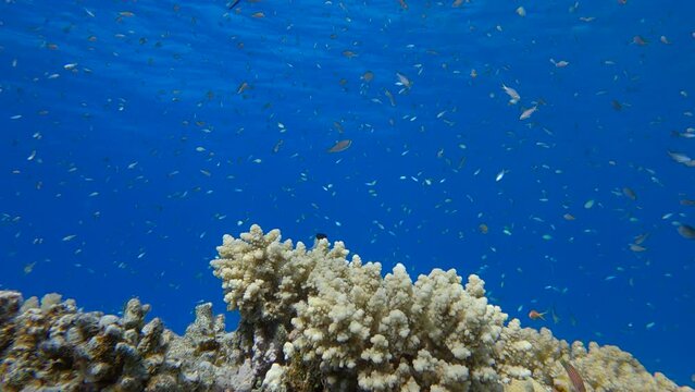 Colorful tropical fishes swimming nearby with beautiful coral reef. Arabian Chromis (Chromis flavaxilla). Underwater life in the ocean. 4K-60fps