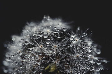 Beautiful dew drops on dandelion seed macro. soft background. Water drops on parachutes dandelion....