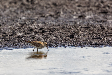 Pectoral sandpiper walking on a beach at low tide
