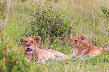 Lion Cubs lying in the grass