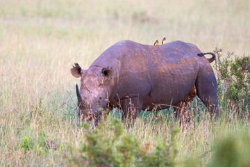 Black rhino on the grass savanna in Africa