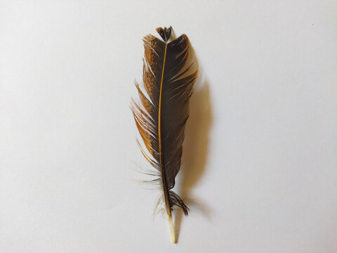 Chicken feathers on a white background