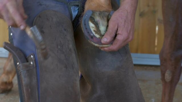 Close-Up Shot Of Man Hammering Nail In Horse Toe - Negev, Israel