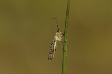 A hunting female Scorpion Fly, Panorpa communis, perching on a plant at the edge of woodland.