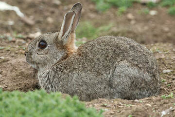 Naklejka na ściany i meble A Wild Rabbit, Orytolagus cuniculus, feeding on vegetation on Skomer Island.