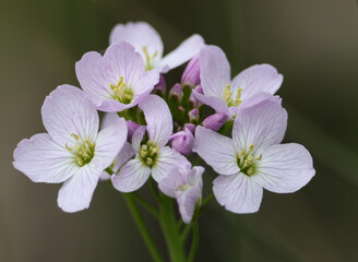 Obraz premium A Cuckooflower or Lady's Smock plant, Cardamine pratensis, growing in a meadow in the UK.