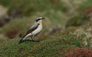 A male Wheatear, Oenanthe oenanthe, standing on a mound calling for a mate in springtime.