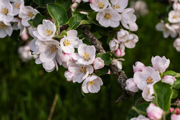 Square photo. Apple blossoms bloom in spring. - 500373191
