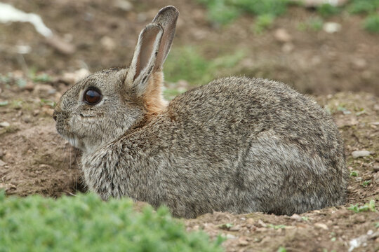 A Wild Rabbit, Orytolagus cuniculus, feeding on vegetation on Skomer Island.
