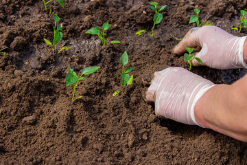 woman farmer planting seedlings of pepper in a greenhouse.