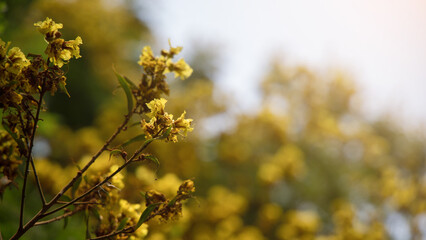 Yellow flowers surrounded by green foliage are then delighted.