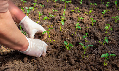 woman farmer planting seedlings of pepper in a greenhouse.