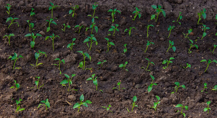 woman farmer planting seedlings of pepper in a greenhouse.