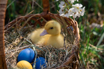 Ducklings in a basket