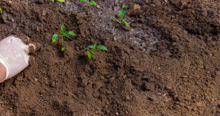 woman farmer planting seedlings of pepper in a greenhouse.