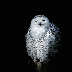 portrait of a snowy owl sitting on a tree trunk