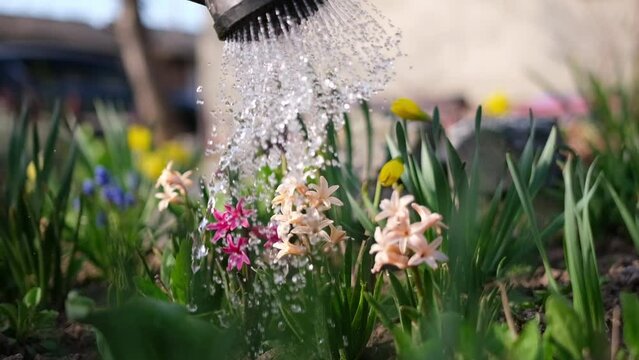 Take care of garden - close up view of gardener watering flowers slowmotion video