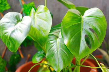 Monstera green leaves or Monstera Deliciosa in dark tones, background or green leafy tropical pine forest.