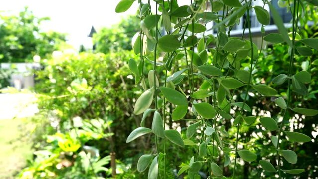 Close up Dischidia&nbsp; White Diamond foreground hanging in front  blur of 
house garden in sunny day.Plants hanging, home decoration concept.