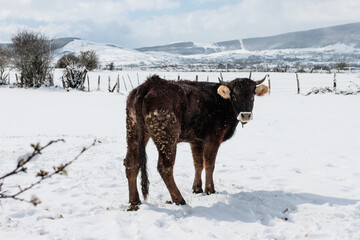 Una vaca joven en una finca nevada 