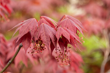 red plant with leaves extending down