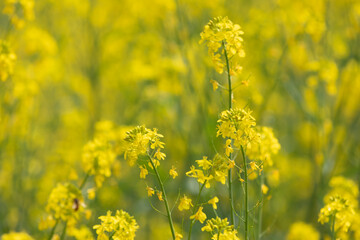 A field of bright yellow rapeseed flowers. spring spirit